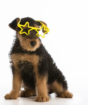 cute airedale terrier puppy wearing star shaped glasses sitting on white background