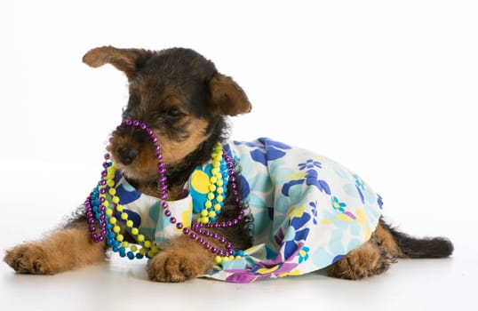 female airedale terrier puppy wearing dress and colorful beads on white background