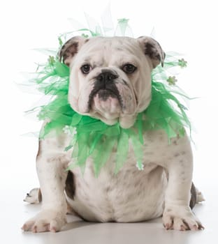 dog wearing green scarf isolated on white background - english bulldog