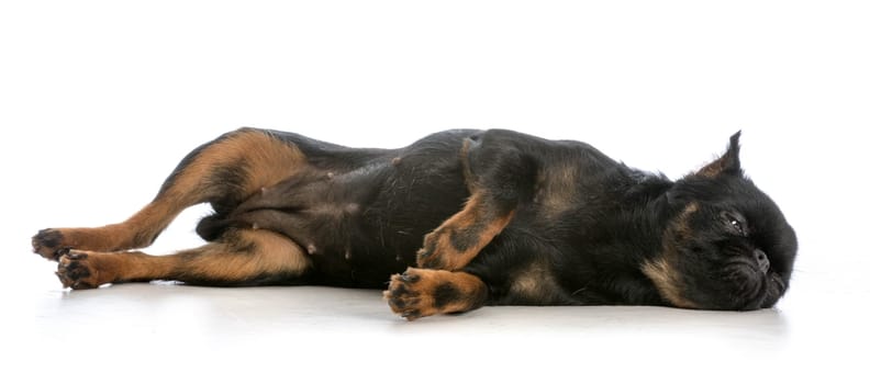 sleeping dog - brussels griffon puppy laying down about to fall asleep on white background