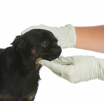 veterinary care - brussels griffon getting examined by a vet