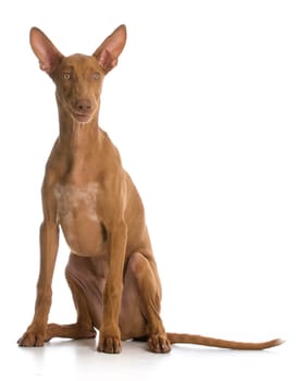 funny dog - pharaoh hound with funny expression on white background