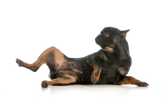 dog rolling over - brussels griffon laying on side on white background