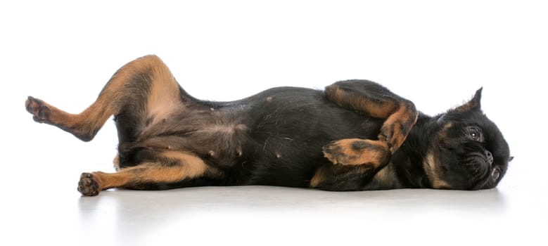 brussels griffon puppy laying on back isolated on white background