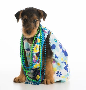 cute airedale terrier puppy wearing dress and necklace on white background
