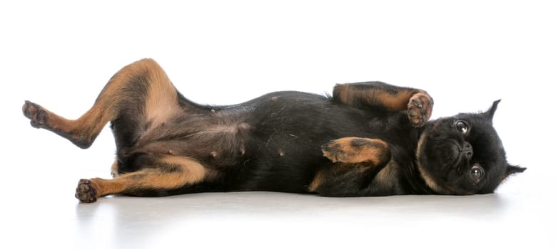 brussels griffon puppy laying on back isolated on white background
