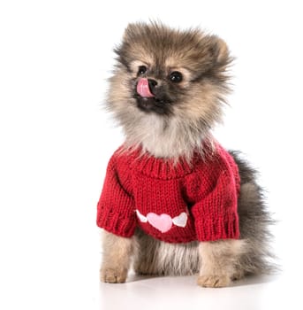 pomeranian wearing red sweater with hearts