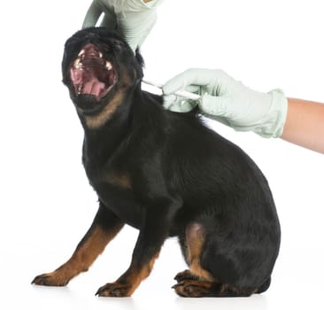 veterinary care - brussels griffon getting microchipped on white background
