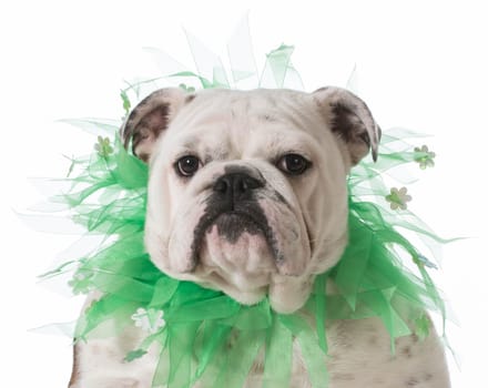 dog wearing green scarf isolated on white background