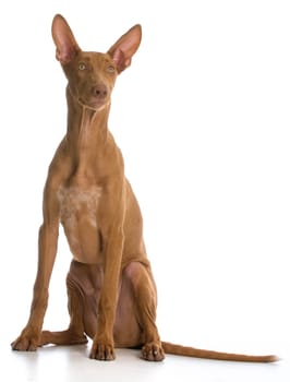 pharaoh hound sitting on white background