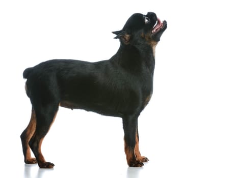 dog begging - brussels griffon puppy standing  panting on white background
