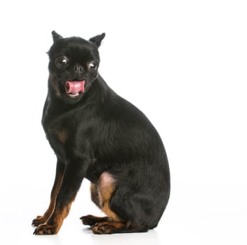brussels griffon puppy with silly expression isolated on white background