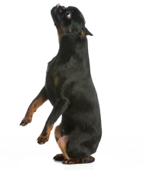 dog begging - brussels griffon puppy sitting up begging on white background
