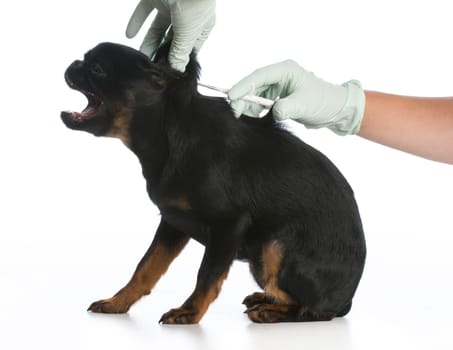 dog being vaccinated or microchipped