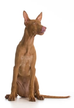pharoah hound puppy sitting licking lips on white background