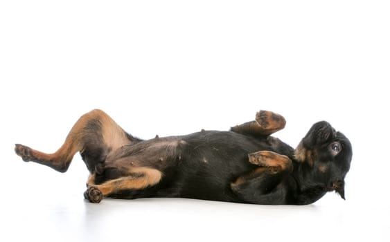 brussels griffon puppy laying on back isolated on white background