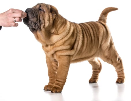 giving a treat to a dog - chinese shar pei puppy getting a treat isolated on white background