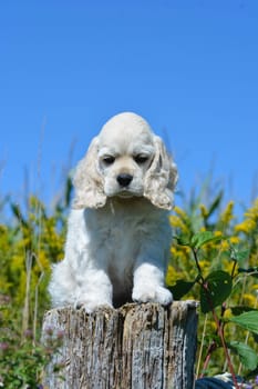 cute american cocker spaniel puppy sitting on a wood stump