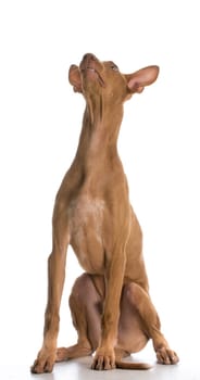 dog looking up - pharaoh hound with silly expression on white background