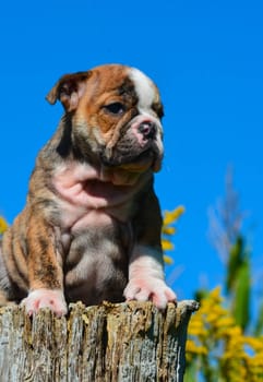 english bulldog puppy sitting on a wooden stump