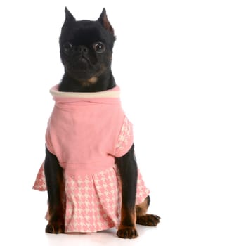 female brussels griffon wearing pink dress on white background