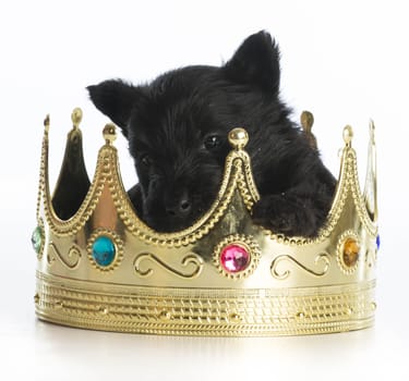 regal puppy - scottish terrier puppy inside a kings crown on white background