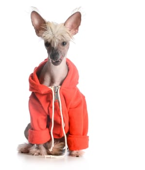 dog wearing sweater - chinese crested puppy isolated on white background
