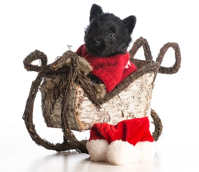 christmas puppy - scottish terrier puppy riding inside sleigh on white background