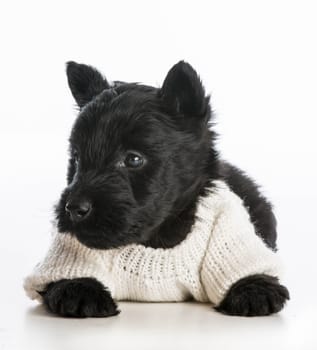 cute puppy wearing knitted sweater laying down on white background - scottish terrier