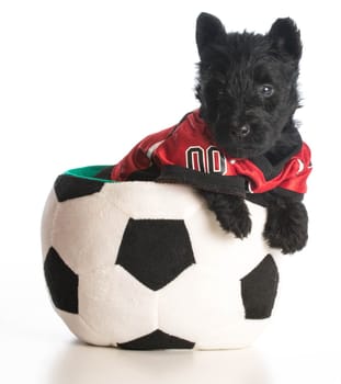 sports hound - scottish terrier puppy wearing sports jersey sitting inside soccer ball