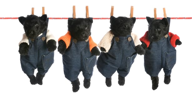 litter of scottish terrier puppies hanging on a clothesline - 6 weeks old