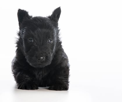 scottish terrier puppy sitting on white background - 6 weeks old