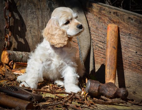 cute puppy - american cocker spaniel puppy sitting