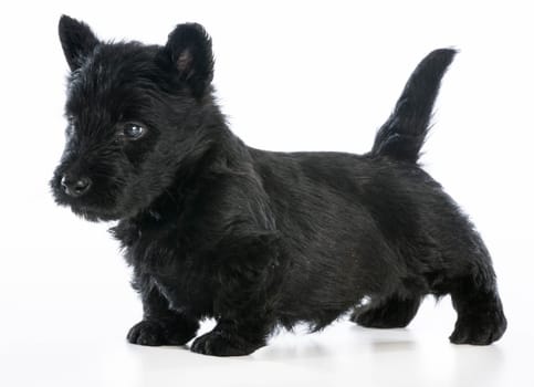 scottish terrier puppy standing on white background - 6 weeks old
