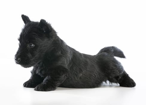 scottish terrier puppy standing on white background - 6 weeks old