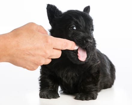 puppy chewing on owners finger on white background