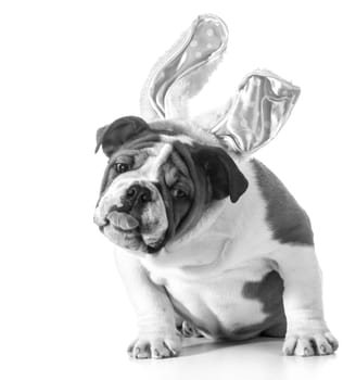 english bulldog wearing bunny ears