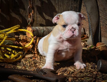 cute english bulldog puppy - 8 weeks old