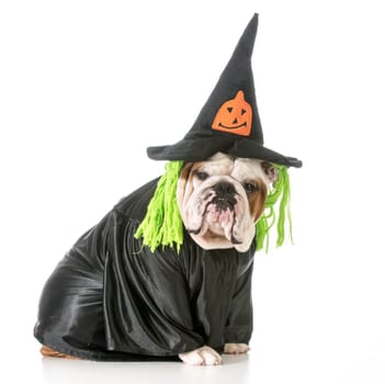 english bulldog wearing witch costume