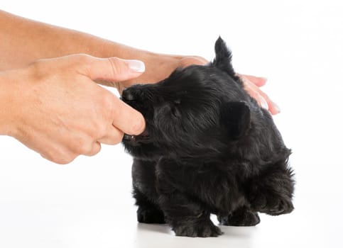 puppy chewing on owners finger on white background