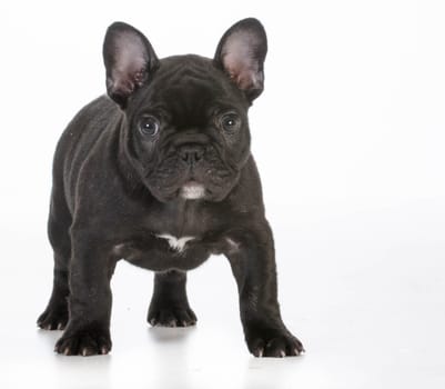 french bulldog puppy standing looking at viewer on white background