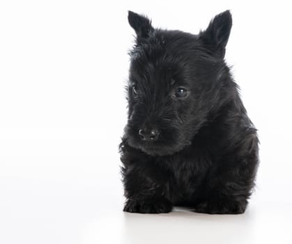 scottish terrier puppy sitting on white background - 6 weeks old