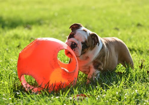 puppy playing with a ball outside in the grass - 9 week old english bulldog