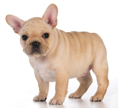 cute puppy - french bulldog puppy standing looking at viewer - 7 weeks old