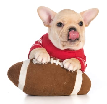 sports hound - french bulldog wearing sports jersey with paws on stuffed football