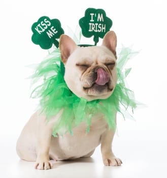 St Patricks Day dog - french bulldog