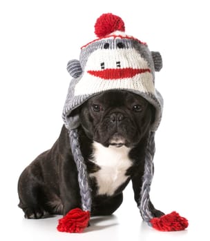 french bulldog wearing winter hat