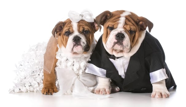 dog bride and groom puppies