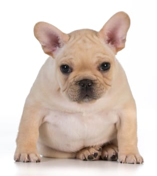 cute puppy - french bulldog puppy sitting looking at viewer - 7 weeks old