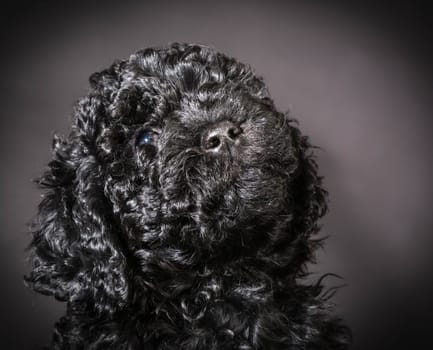 barbet puppy portrait looking up on black background